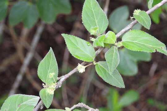 Imagem de Acalypha leptopoda Müll. Arg.