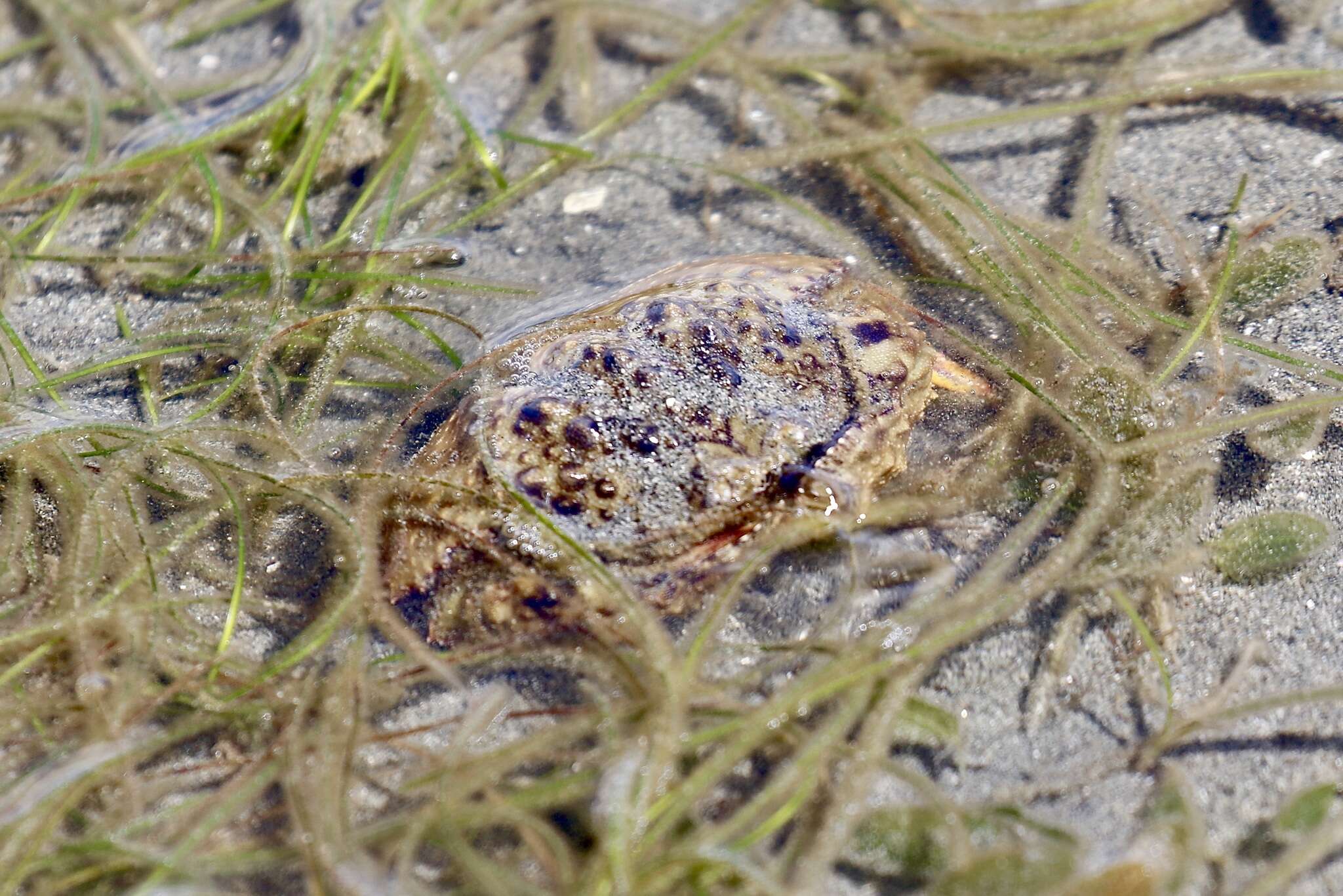 Image of smooth box crab