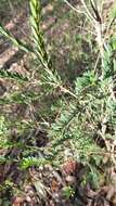 Image of thymeleaf melaleuca