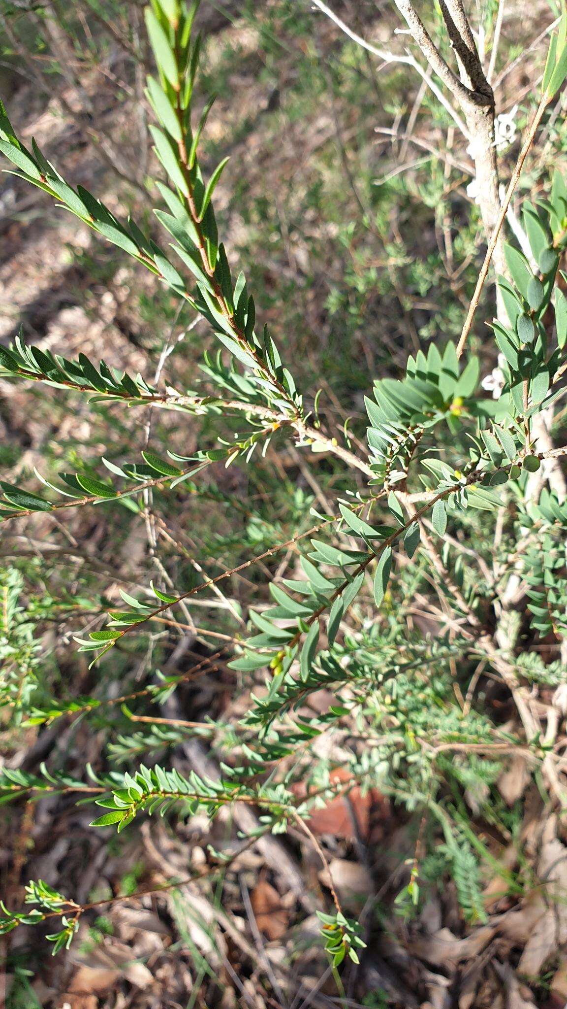 Image of thymeleaf melaleuca