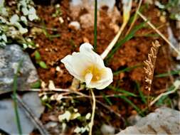 Image of smooth crocus