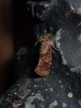 Image of Panama Grass-tubeworm Moth