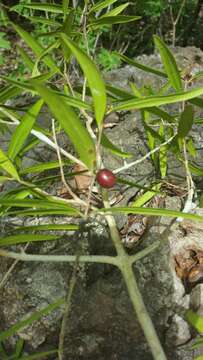 Image of Coffea heimii J.-F. Leroy