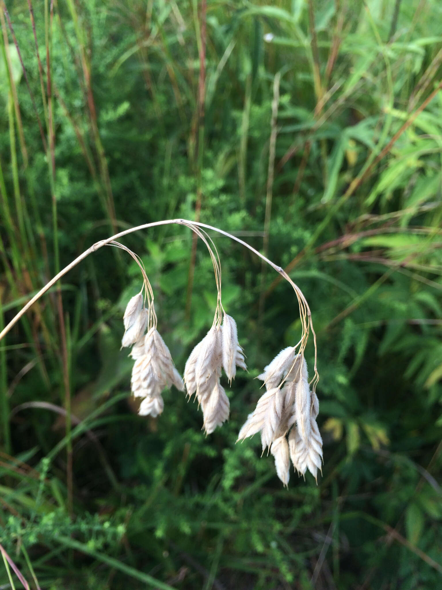 Image of arctic brome