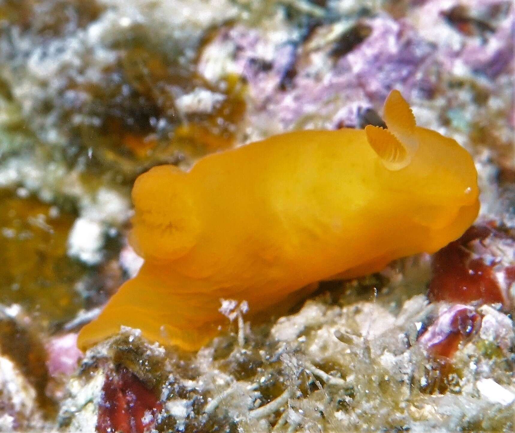 Image of Gymnodoris inornata (Bergh 1880)