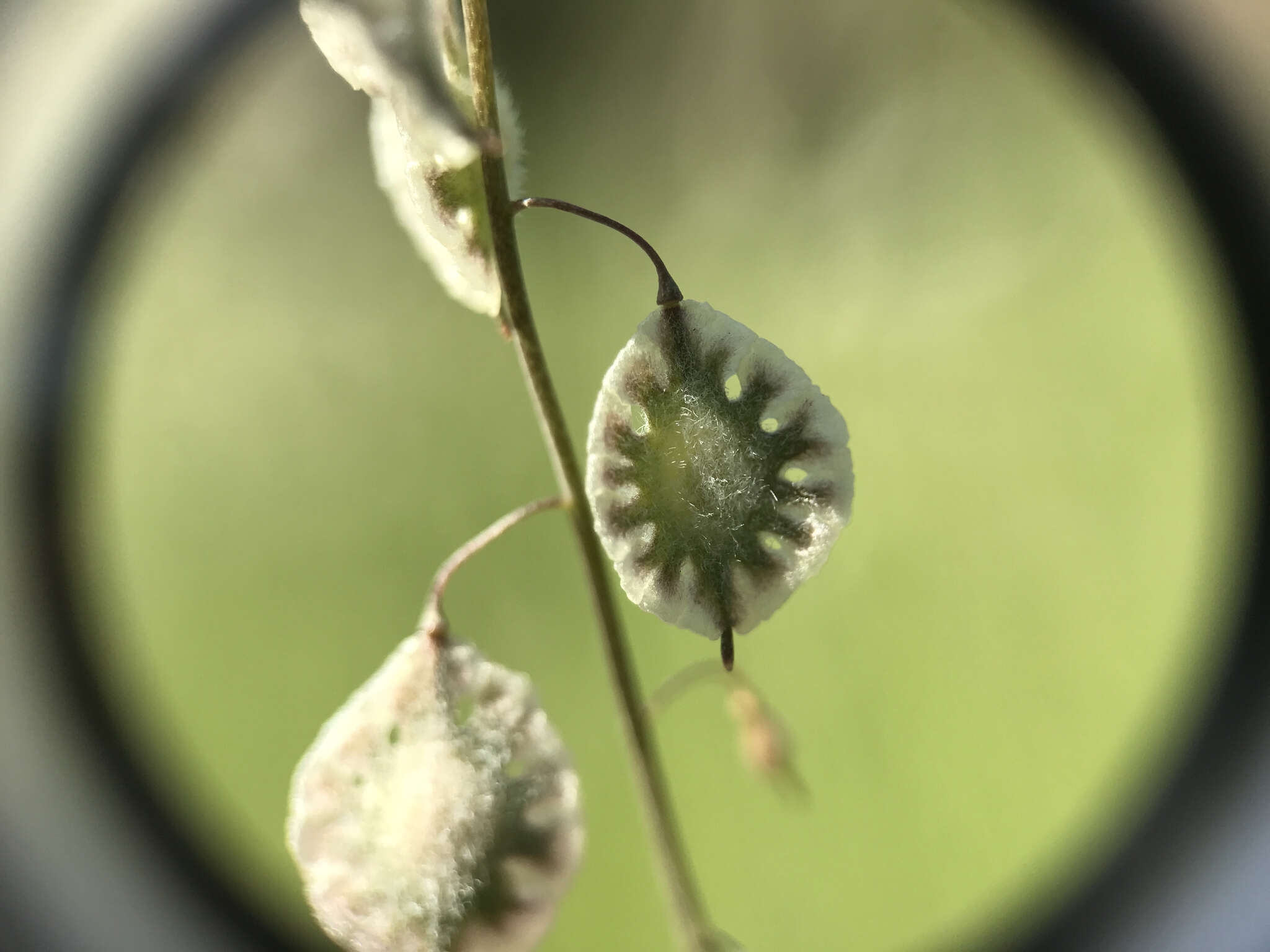 Image of sand fringepod