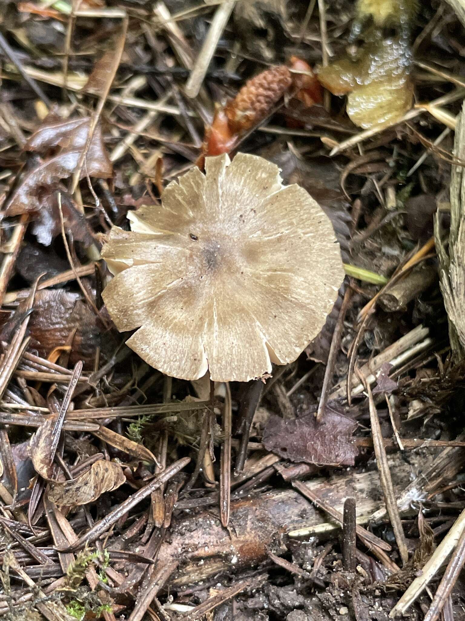 Sivun Entoloma abbreviatipes (Largent) Noordel. & Co-David 2009 kuva