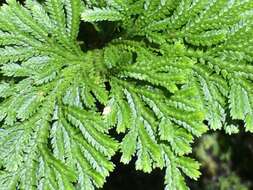 Selaginella tamariscina (Beauv.) Spring resmi