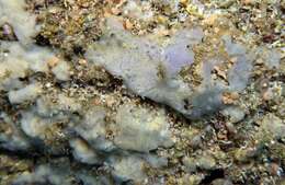 Image of bluish encrusting sponge