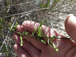 Image of shortleaf baccharis