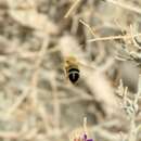 Plancia ëd Martinapis occidentalis Zavortink & La Berge 1976