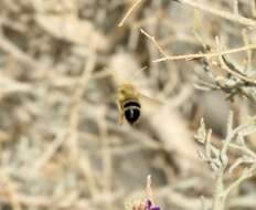 Image of Martinapis occidentalis Zavortink & La Berge 1976