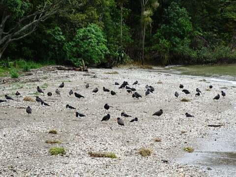 Image of Variable Oystercatcher