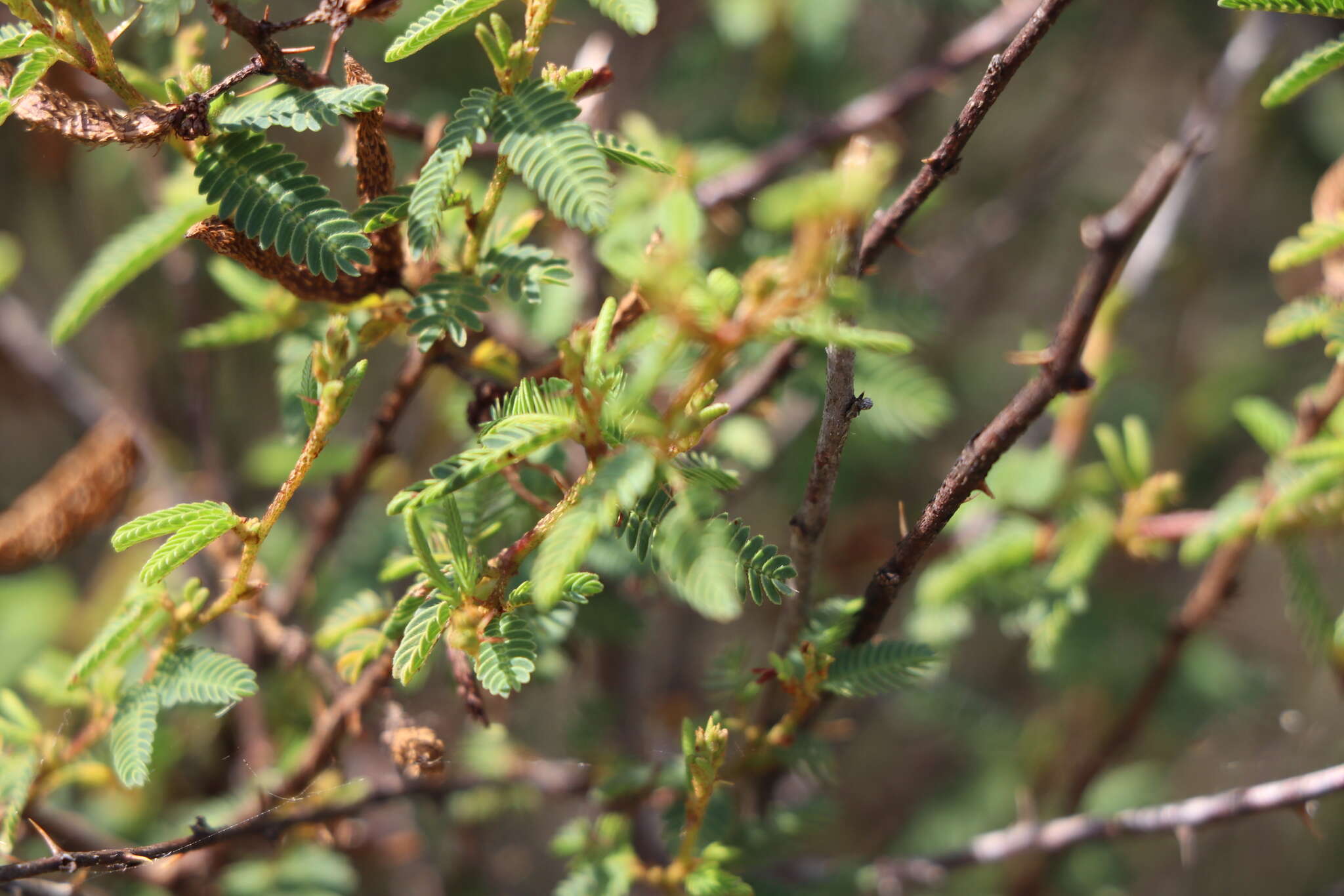 Image of Mimosa ramulosa Benth.