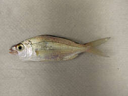 Image of Tidewater Mojarra