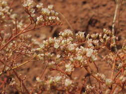 Image of Thompson's buckwheat