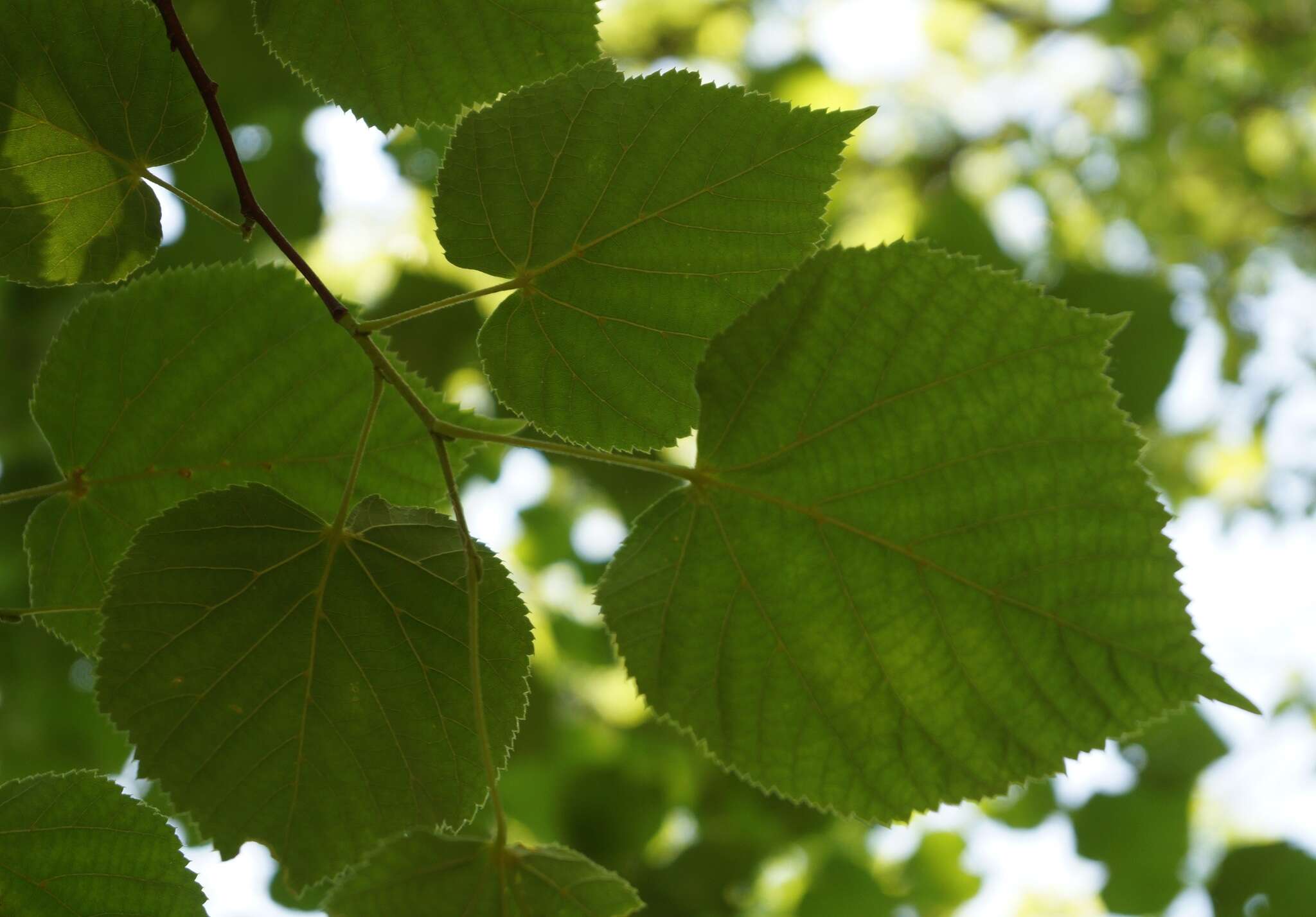 Image of Tilia croizatii Chun & H. D. Wong