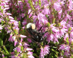 Image of Bombus soroeensis (Fabricius 1776)