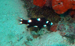 Image of Axil hogfish