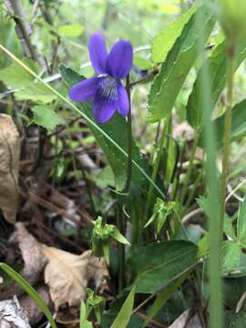 Image of arrowleaf violet