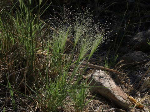 Imagem de Muhlenbergia asperifolia (Nees & Meyen ex Trin.) Parodi