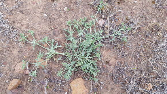 Image de Eryngium aristulatum subsp. parishii (Coulter & Rose) R. M. Beauchamp