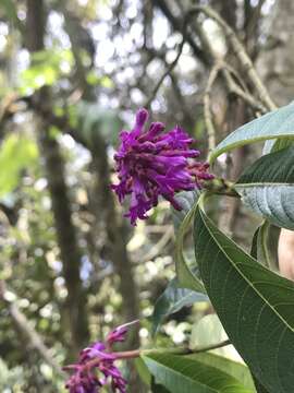 Image de Palicourea angustifolia Kunth