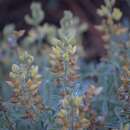 Image of Lupinus dalesiae Eastw.