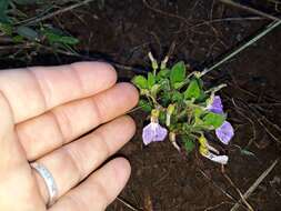 Sivun Hybanthus capensis (Thunb.) Engl. kuva