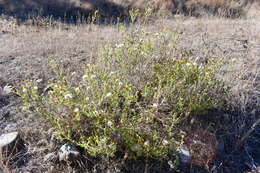 Image of Oregon False Golden-Aster