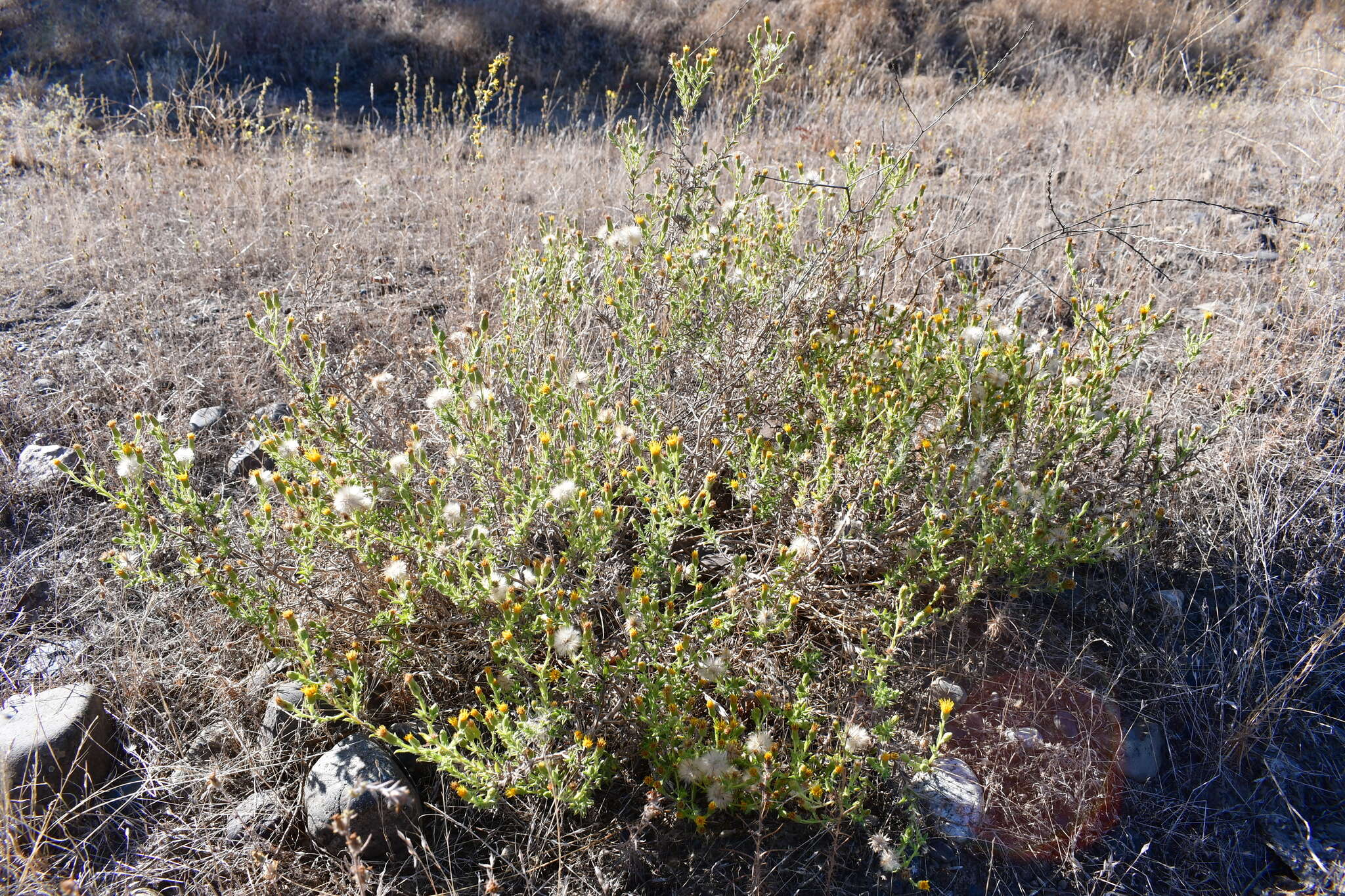 Image of Oregon False Golden-Aster