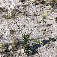 Image of coastal plain goldenaster