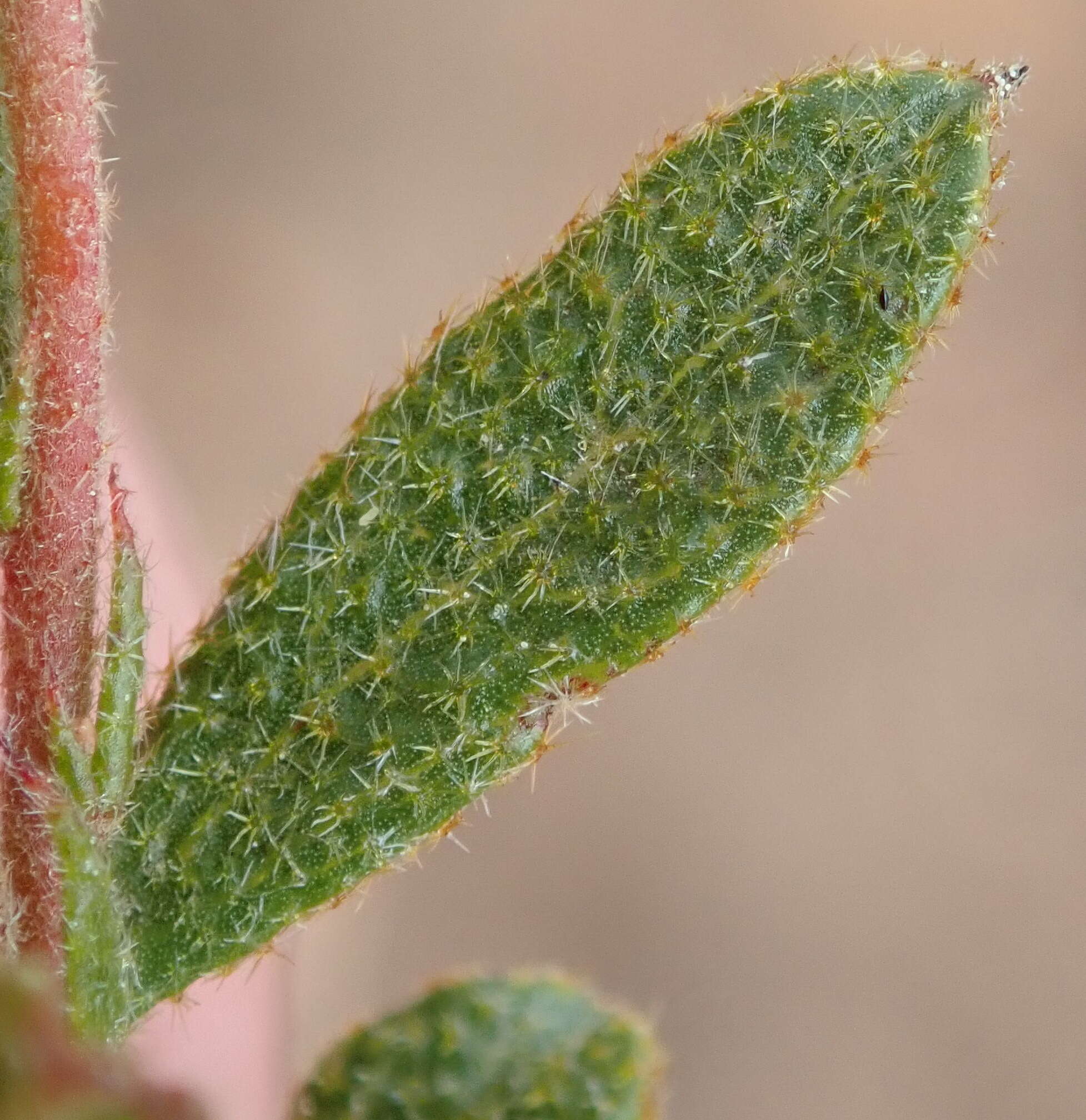 Imagem de Hermannia decipiens E. Mey.