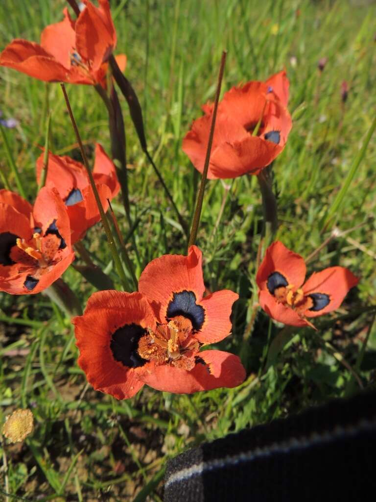 Image of Moraea tulbaghensis L. Bolus