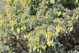 Image of bladderpod spiderflower