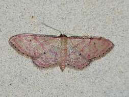 Image of Idaea rhodogrammaria Püngeler 1913