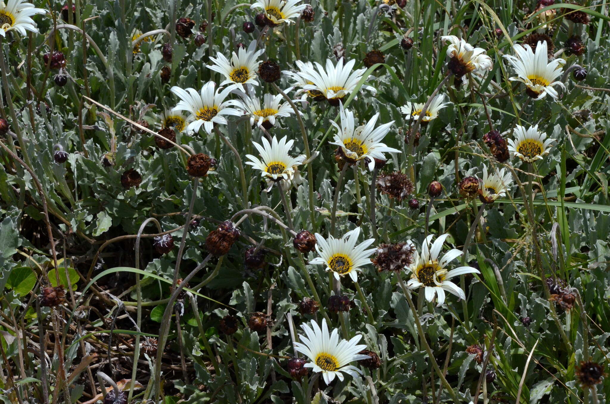 Image of African daisy