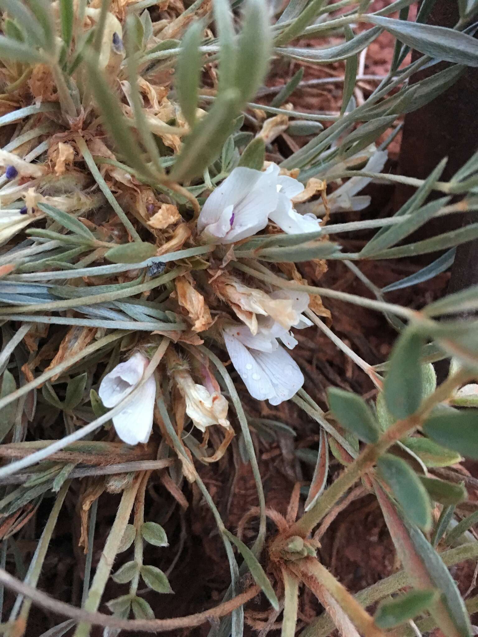 Image of plains milkvetch