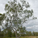 Image of Eucalyptus camaldulensis subsp. obtusa (Blakely) Brooker & M. W. Mc Donald