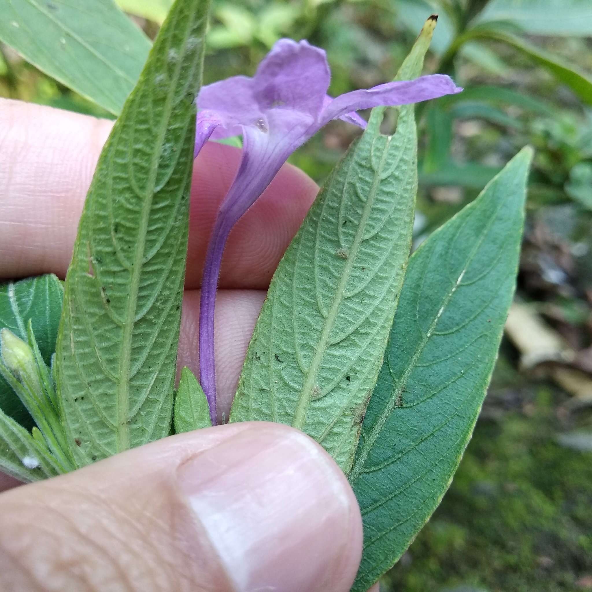 Ruellia jussieuoides Schltdl.的圖片