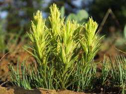 Image of <i>Castilleja <i>pilosa</i></i> var. pilosa