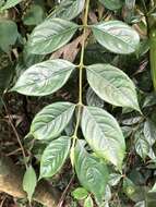 Image of Lasianthus hispidulus (Drake) Pit.