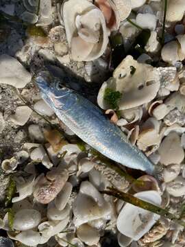 Imagem de Sardinella aurita Valenciennes 1847