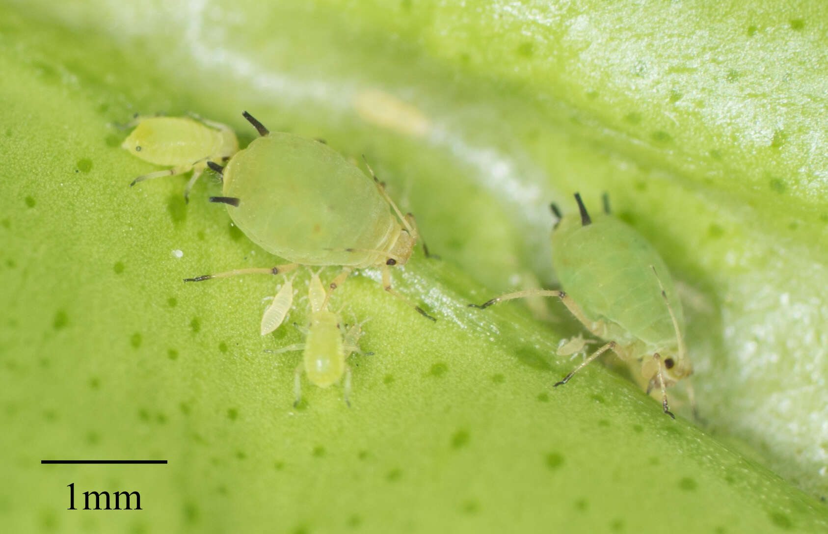 Image of Aphid