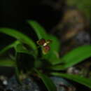 Image of Bulbophyllum samoanum Schltr.
