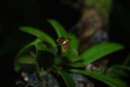 Image de Bulbophyllum samoanum Schltr.