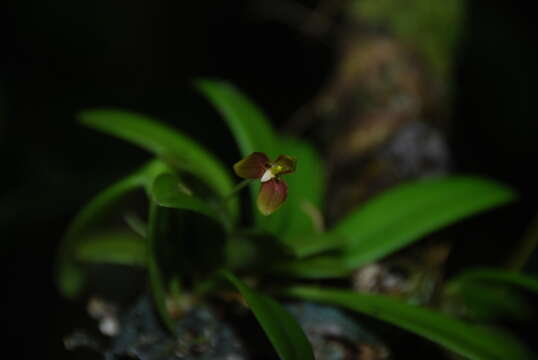 Image of Bulbophyllum samoanum Schltr.