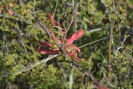 Image of fragrant mimosa