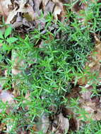 Plancia ëd Galium uniflorum Michx.