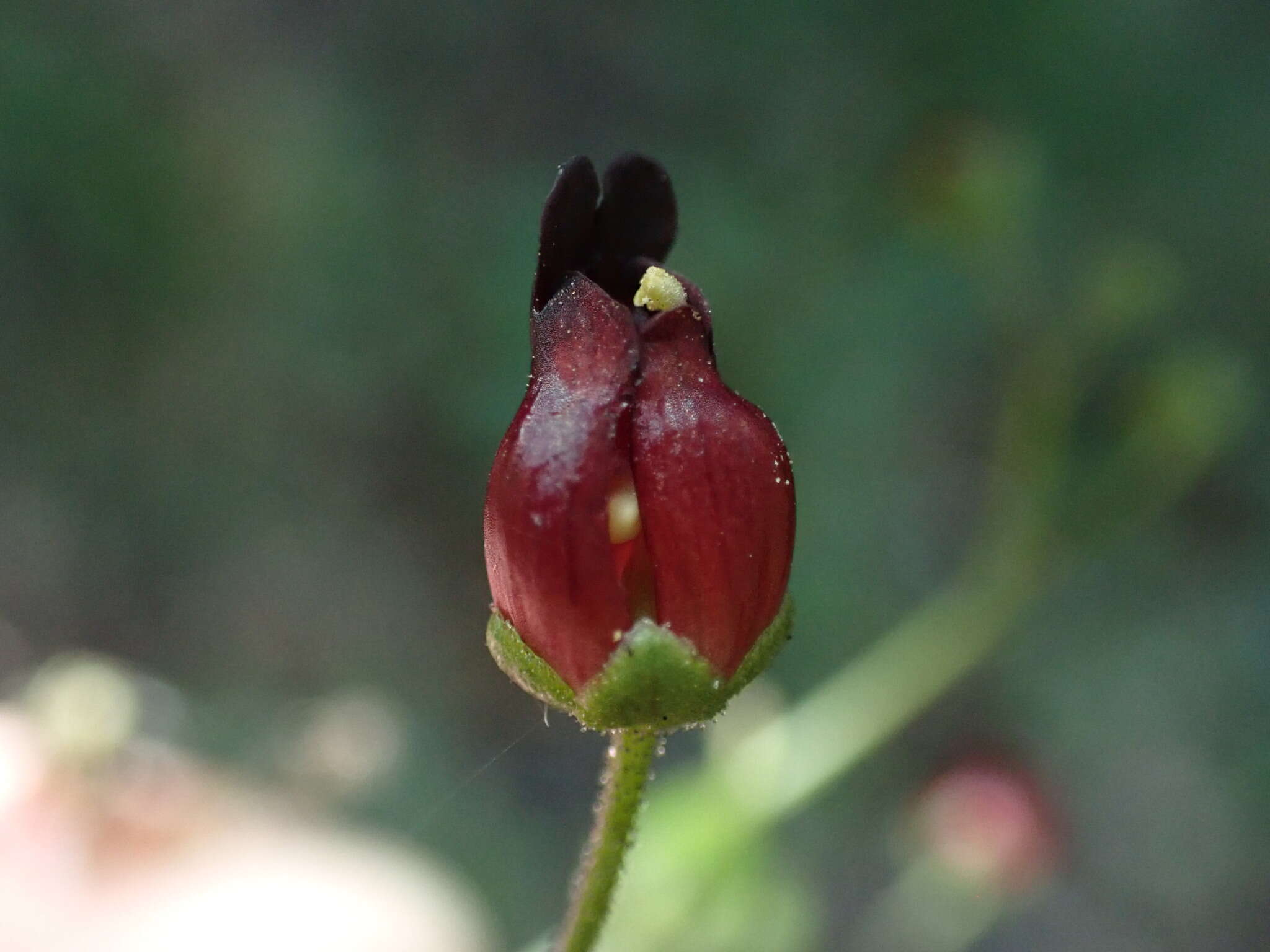 Image of Black-Flower Figwort